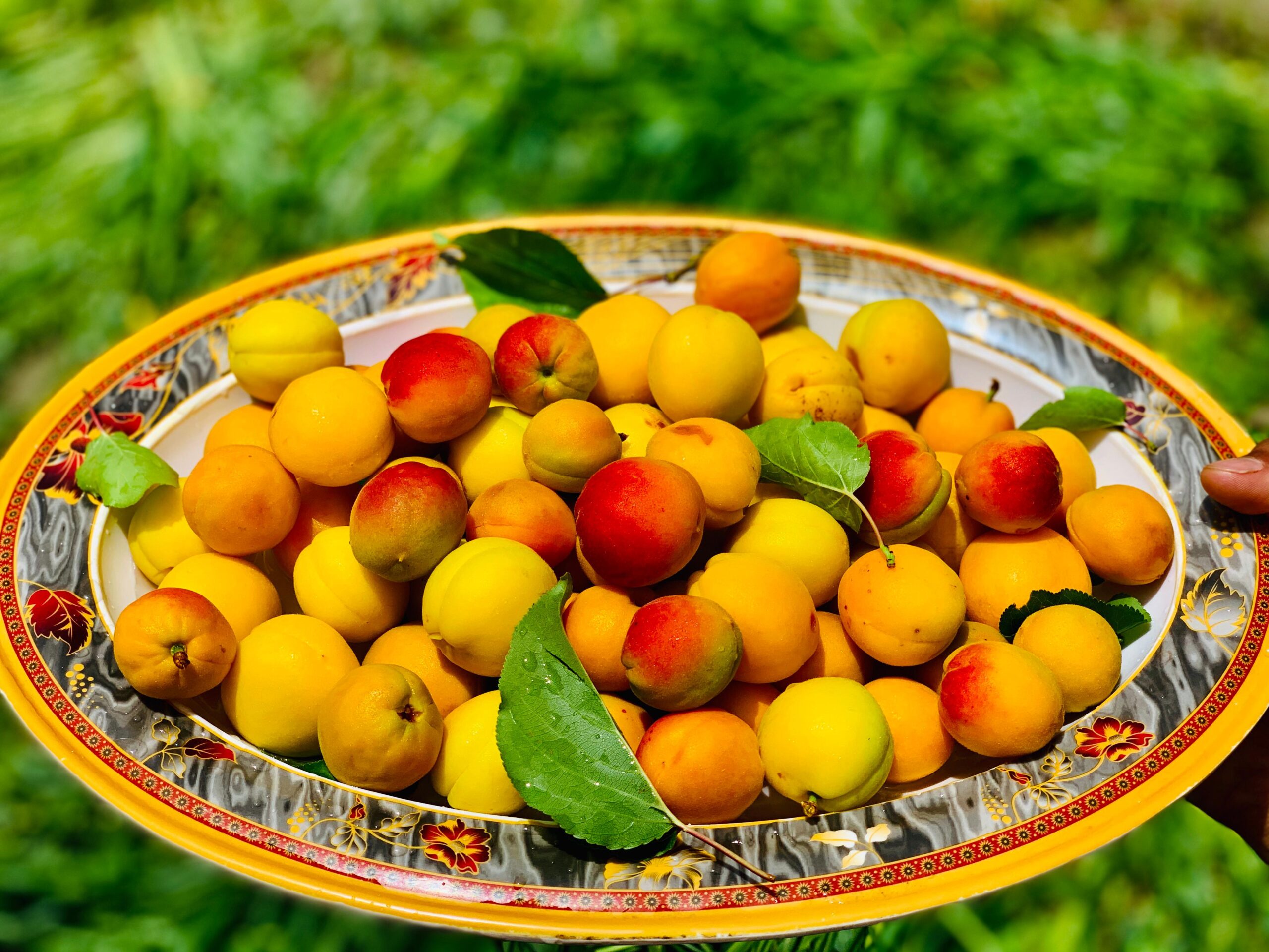 High Altitude Meadows